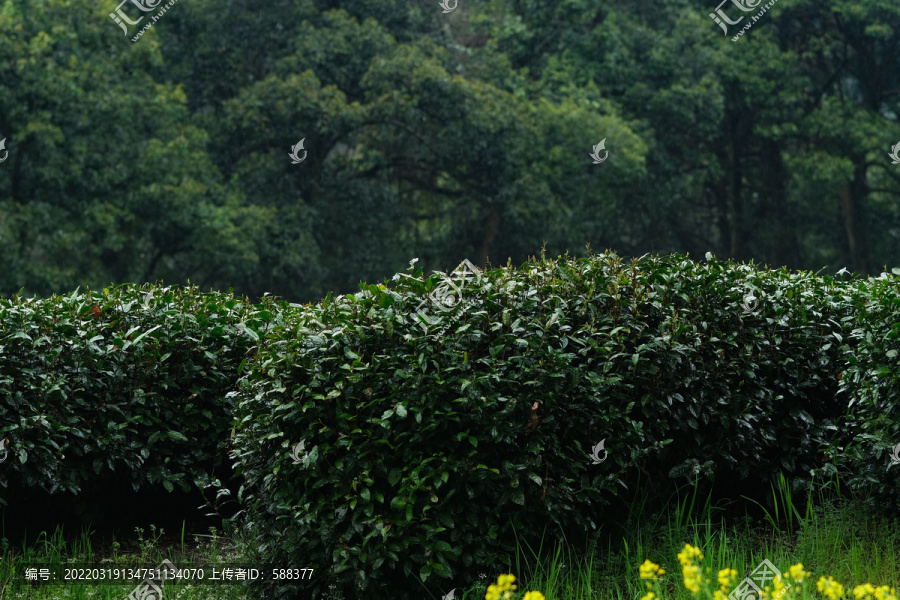 杭州西湖龙井茶春雨春茶嫩芽