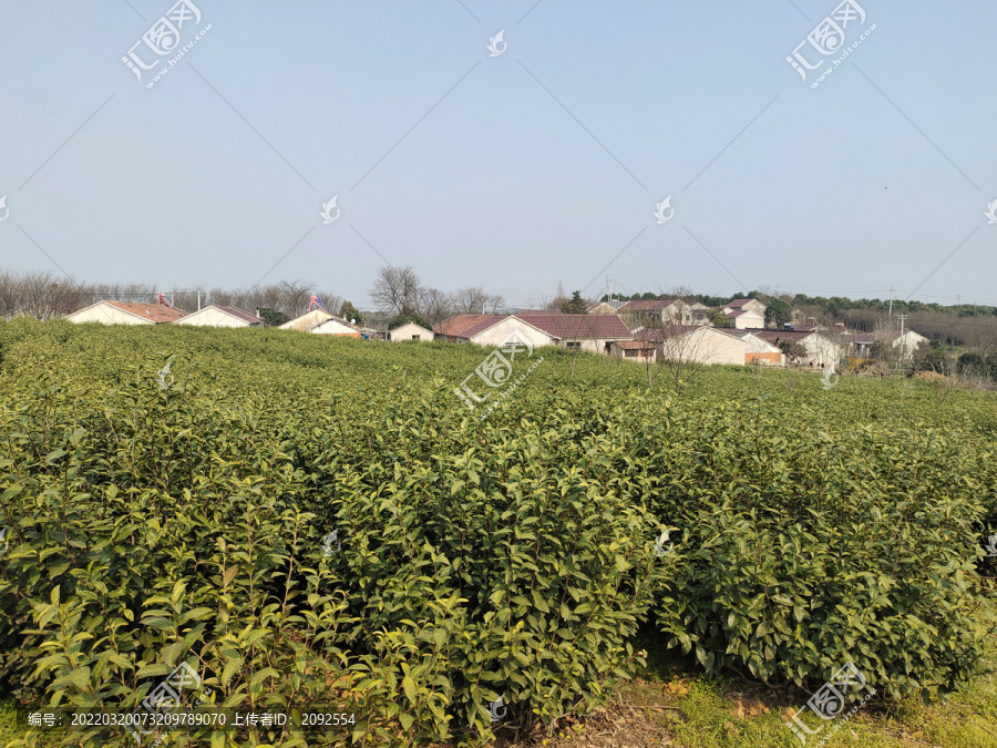 茶树茶村