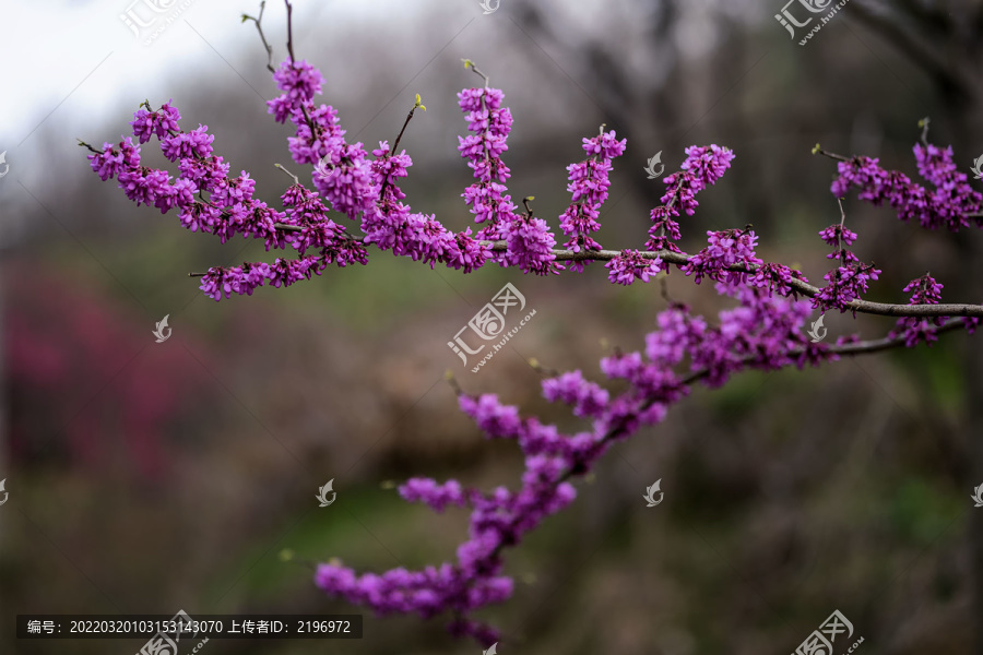 美丽的紫珠花