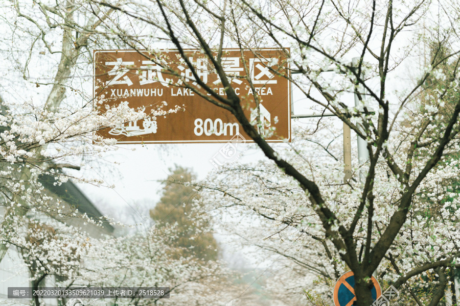 春天白色樱花花开樱花大道