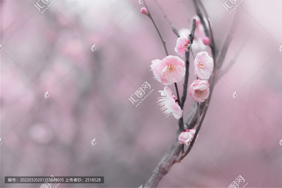 春天一支粉色梅花梦幻背景