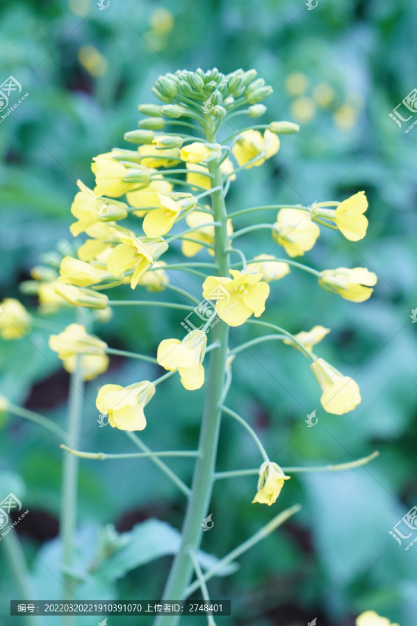 油菜花