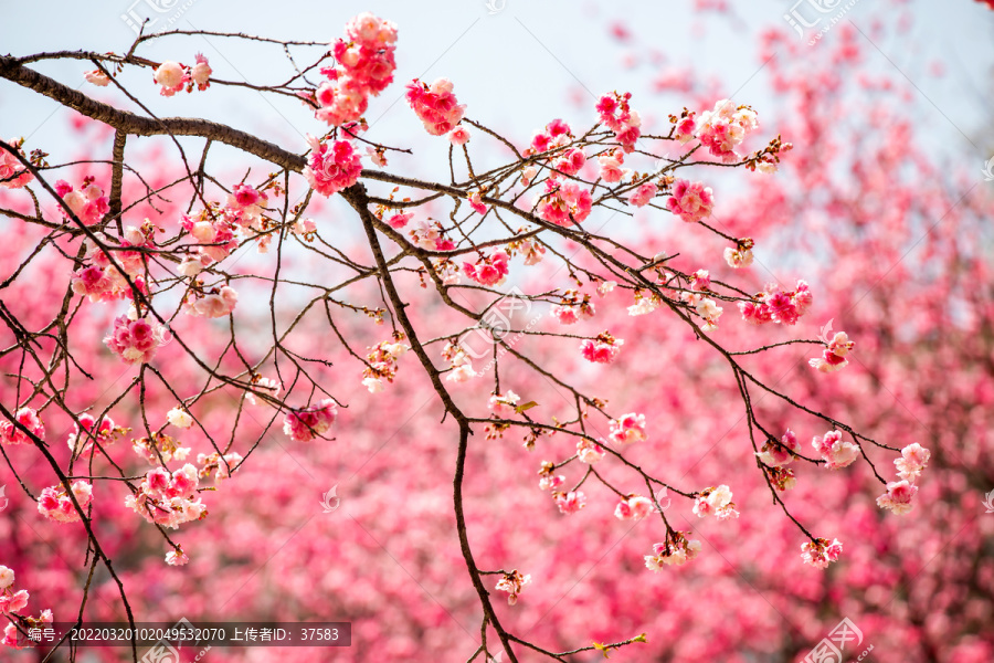 樱花