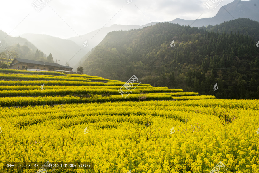 油菜花