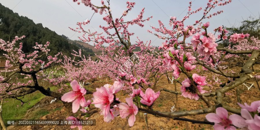 龙泉桃花