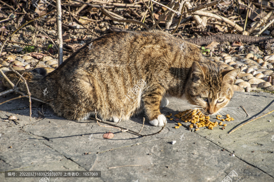 小野猫