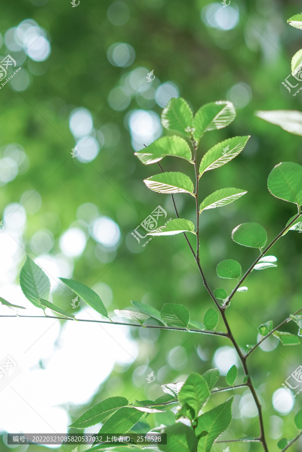 春天绿色植物叶子小清新壁纸