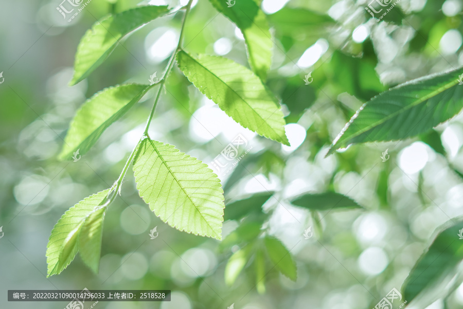 春天绿色植物叶子小清新壁纸