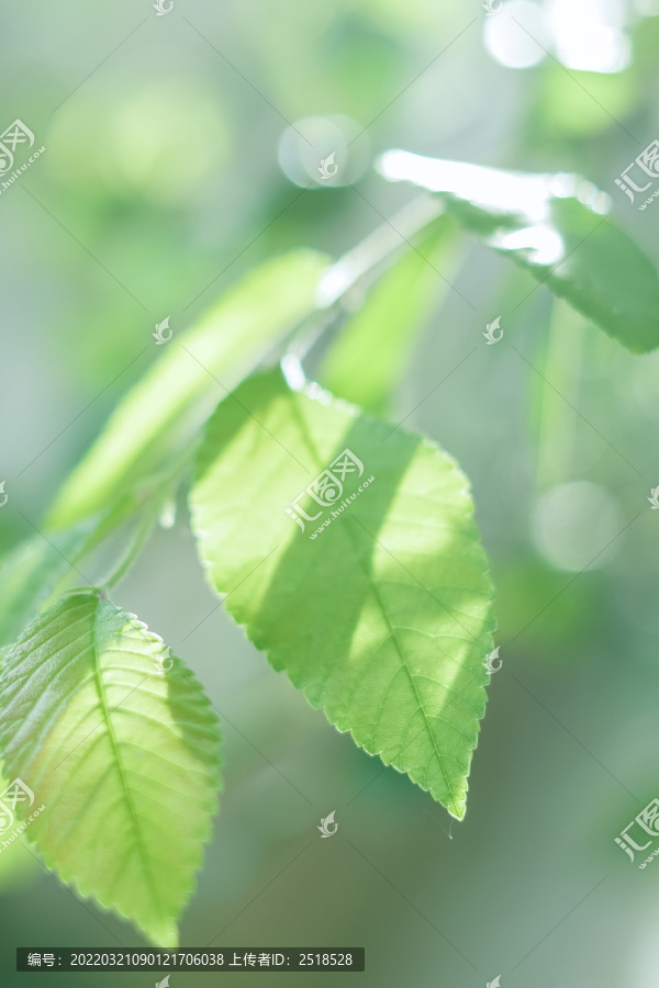 春天绿色植物叶子小清新壁纸