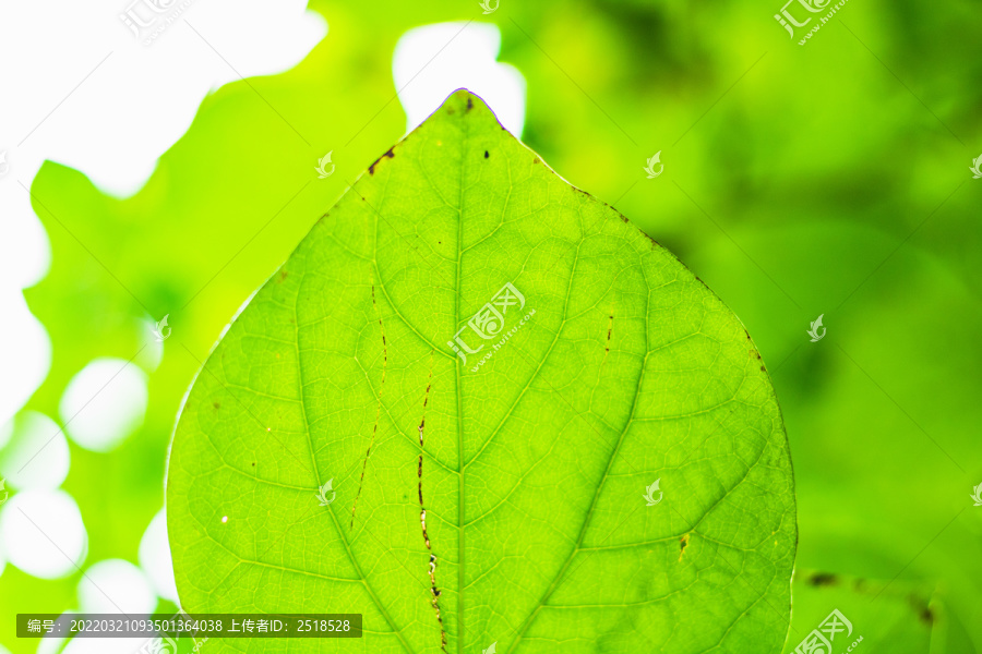 春天绿色植物背景树叶小清新