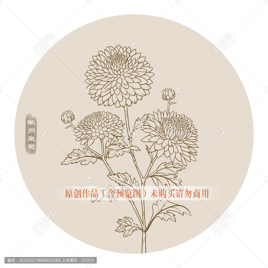線描徽州皇菊