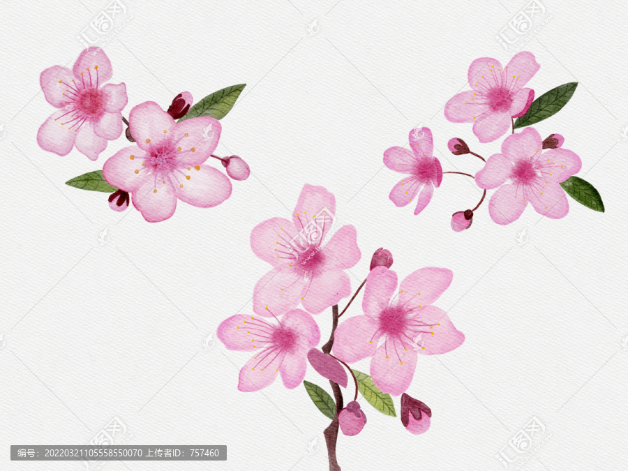 水彩桃花