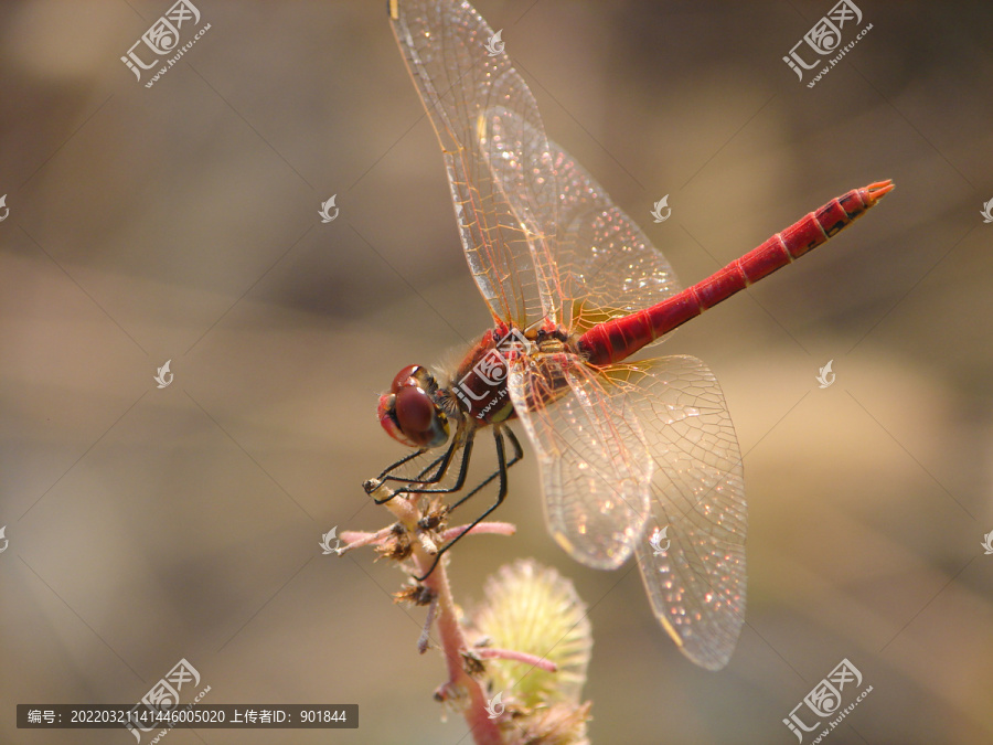 野外的一只红蜻蜓