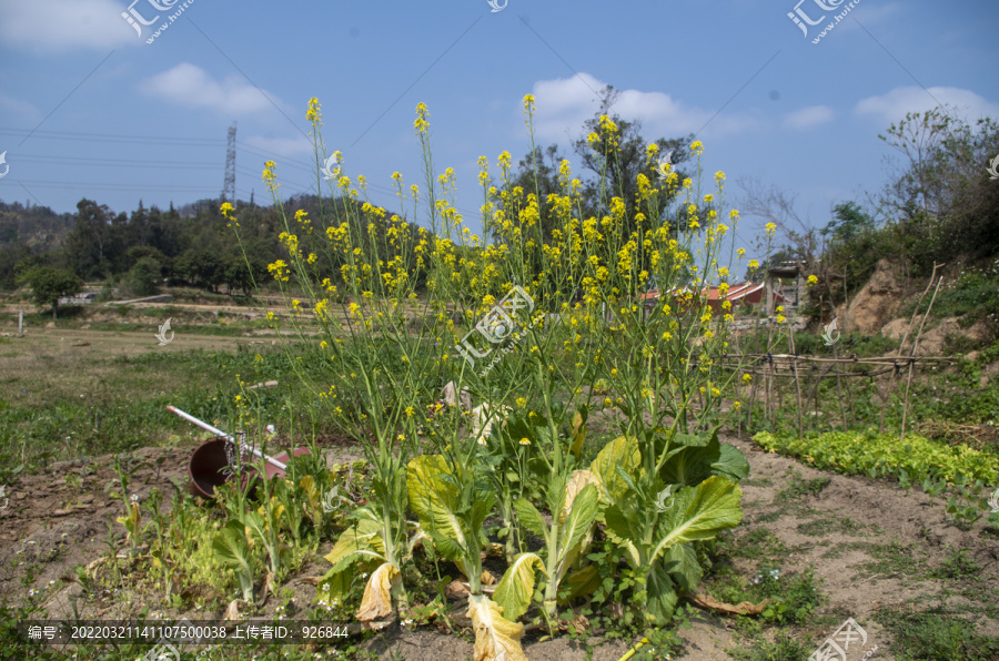 油菜花摄影