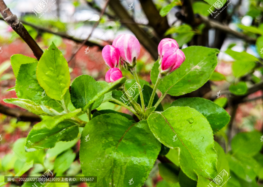 红富士苹果花素材