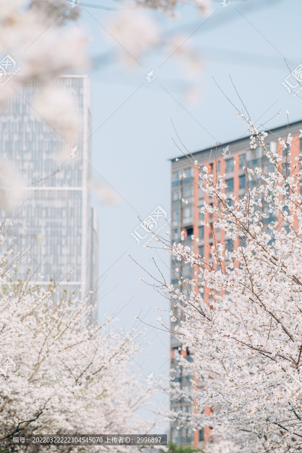 樱花盛开樱花大道