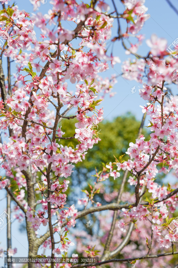 樱花