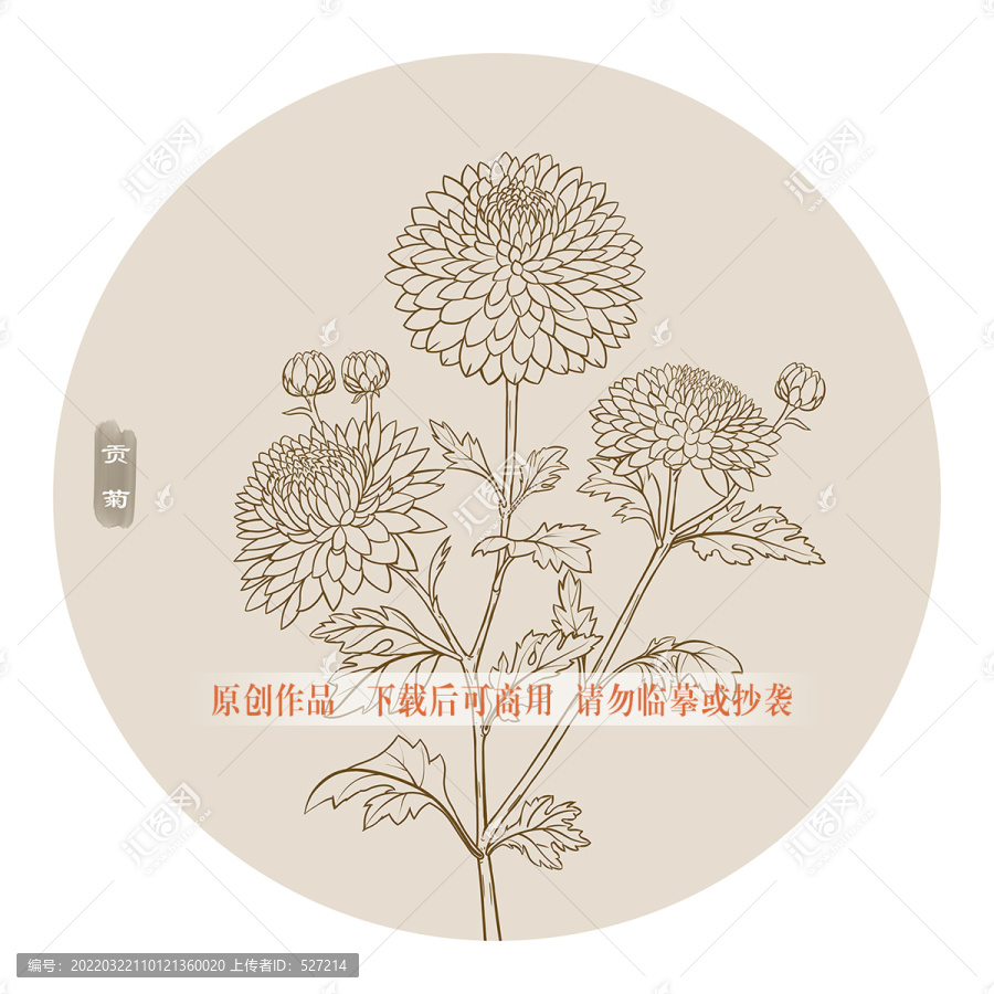 貢菊