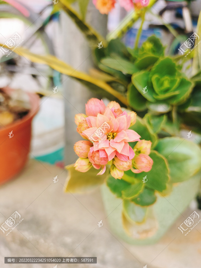 粉红色长寿花