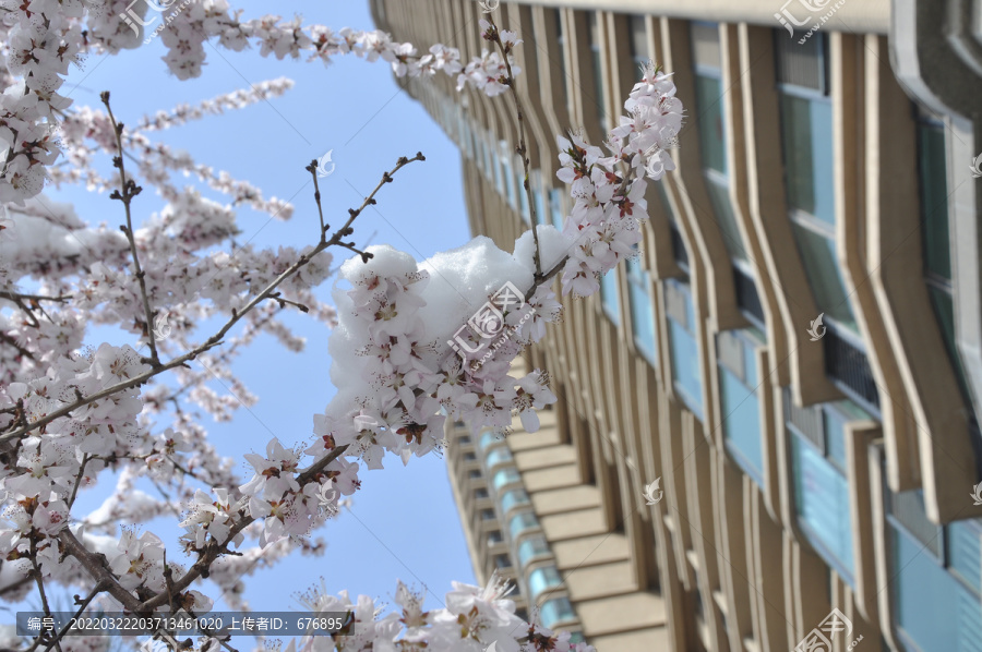 家园美景桃花雪