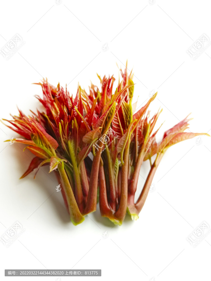 食材红香椿