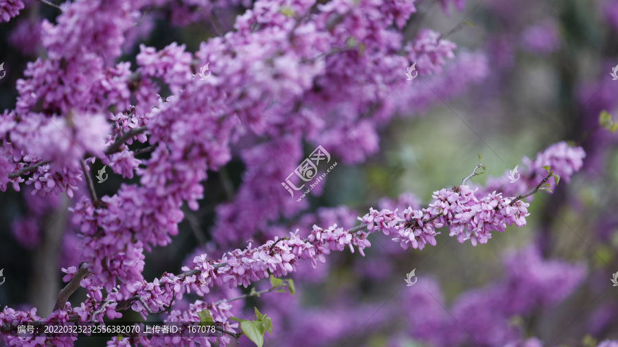 紫荆花素材