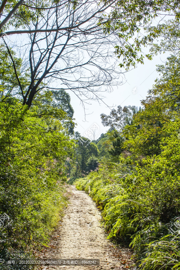 林间小路