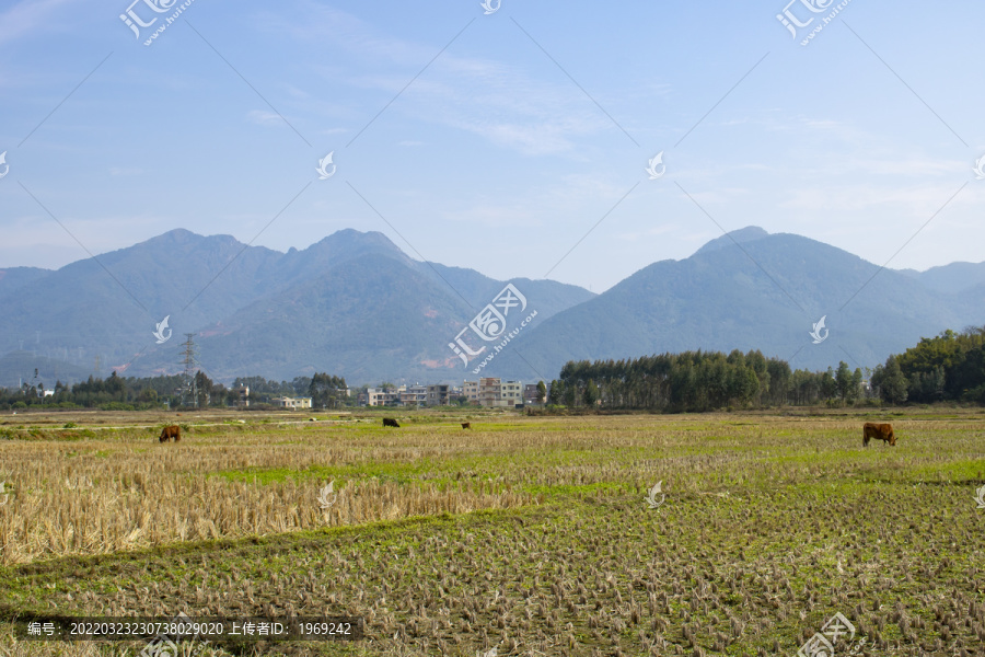 田野