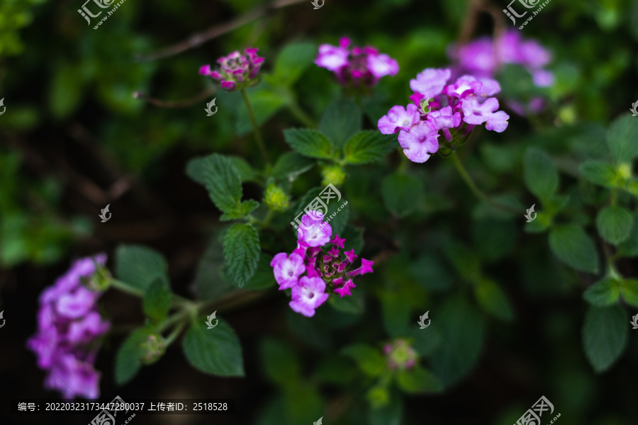 雨后下雨春天紫色野花花朵