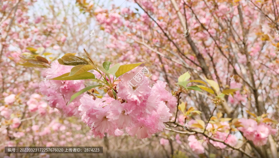 樱花