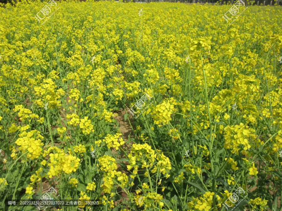 油菜花