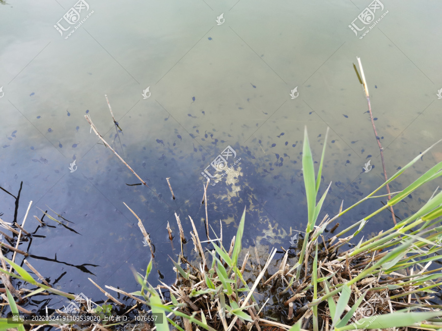 河边一群小蝌蚪