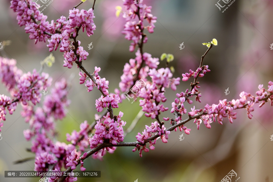 紫荆花