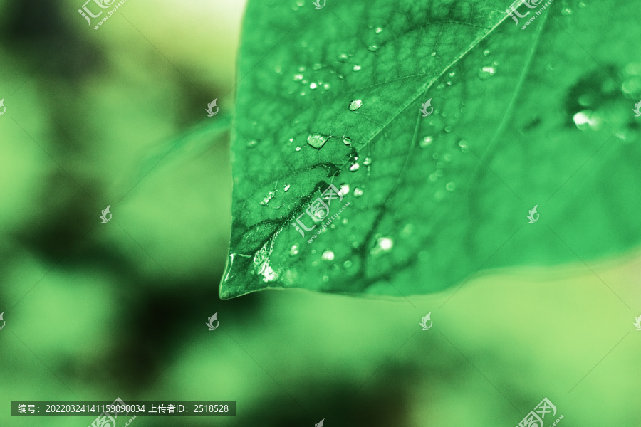 下雨天绿色树叶水滴雨水背景