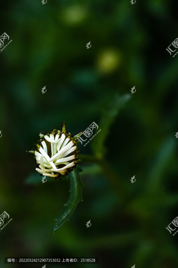 春天绿色植物野花花苞