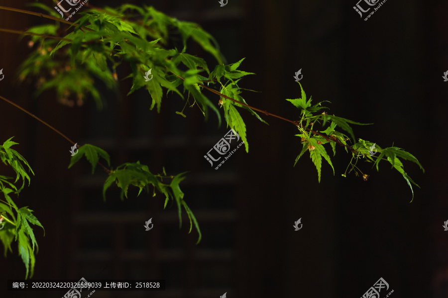 绿色枫叶雨水湿润潮湿树叶春天