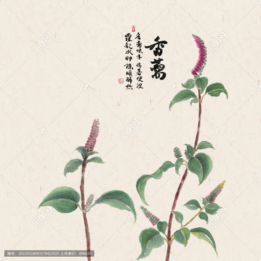香薷中藥材手繪香薷