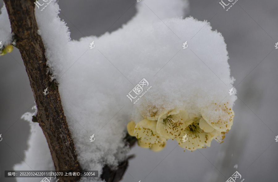 梅花傲雪梅报新春