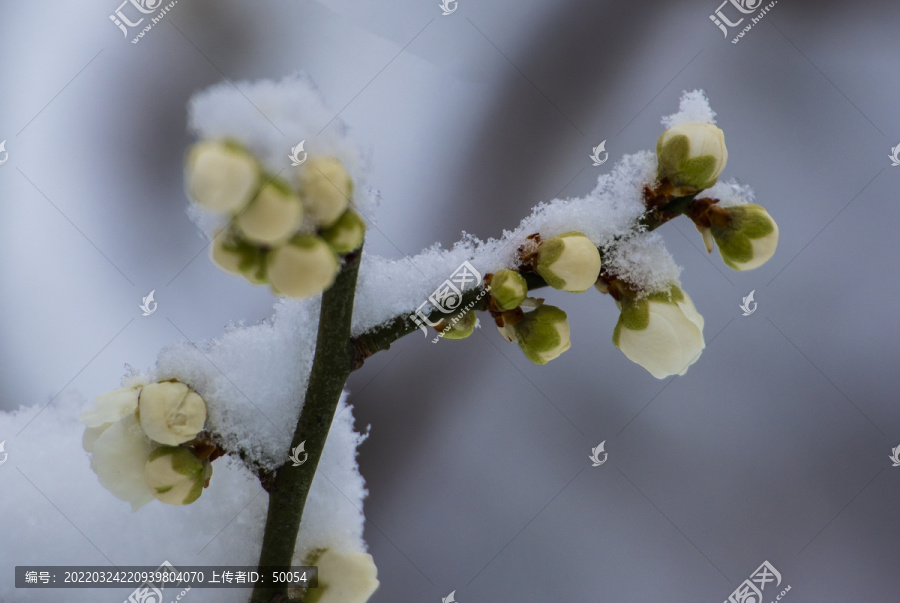 梅花傲雪梅报新春