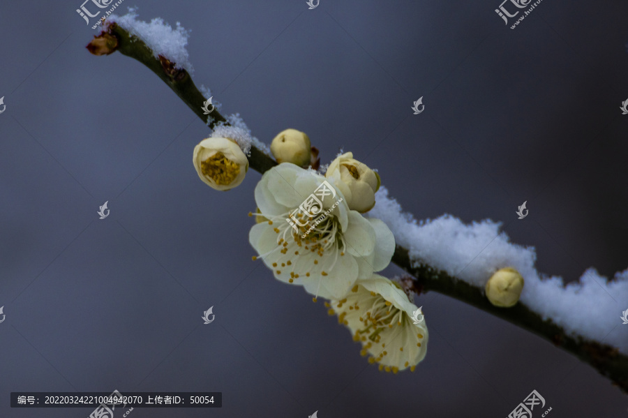 梅花傲雪梅报新春