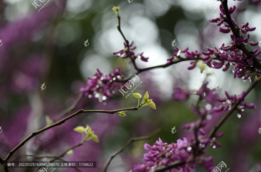 春雨润无声