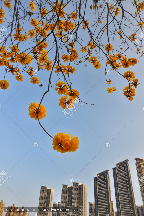 黄花风铃木