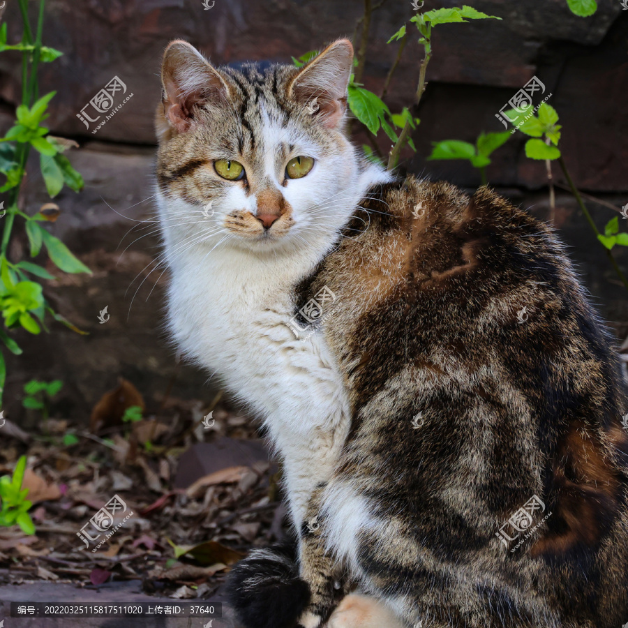 小花猫