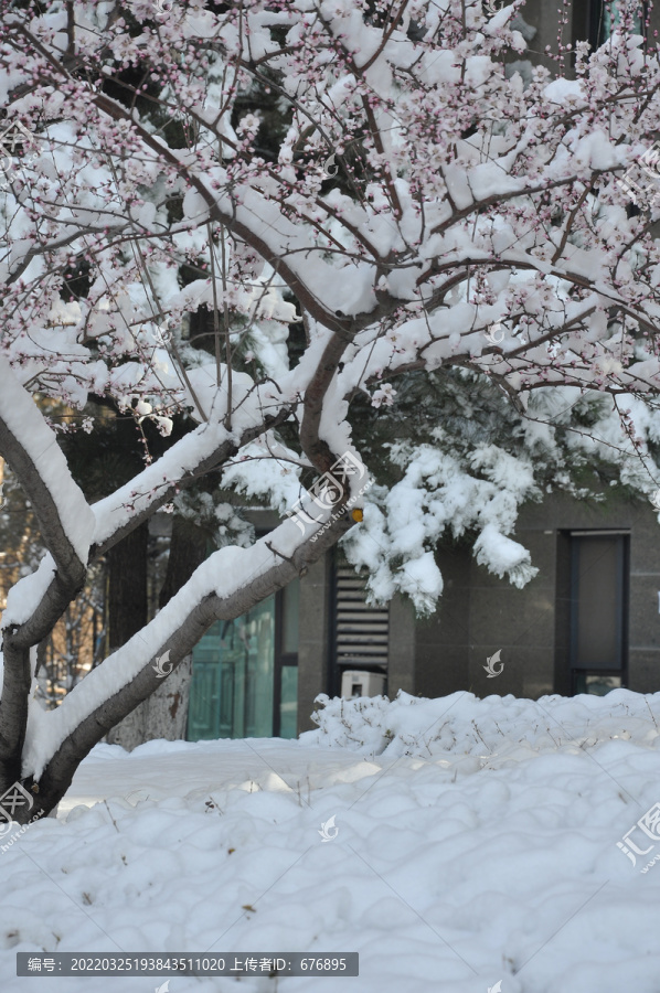 春雪桃花三分艳