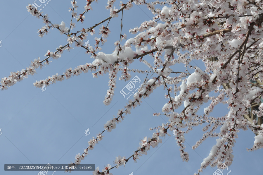 三月桃花雪