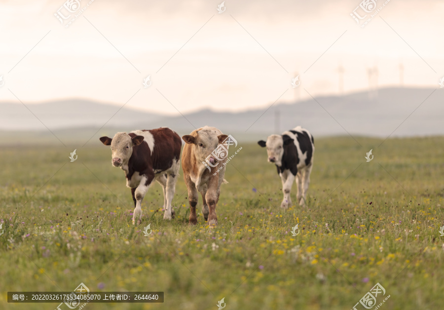 辉腾锡勒草原的牛群