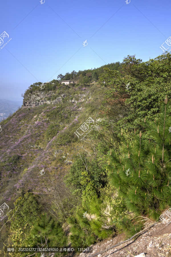 浙江兰溪转轮岩紫荆花