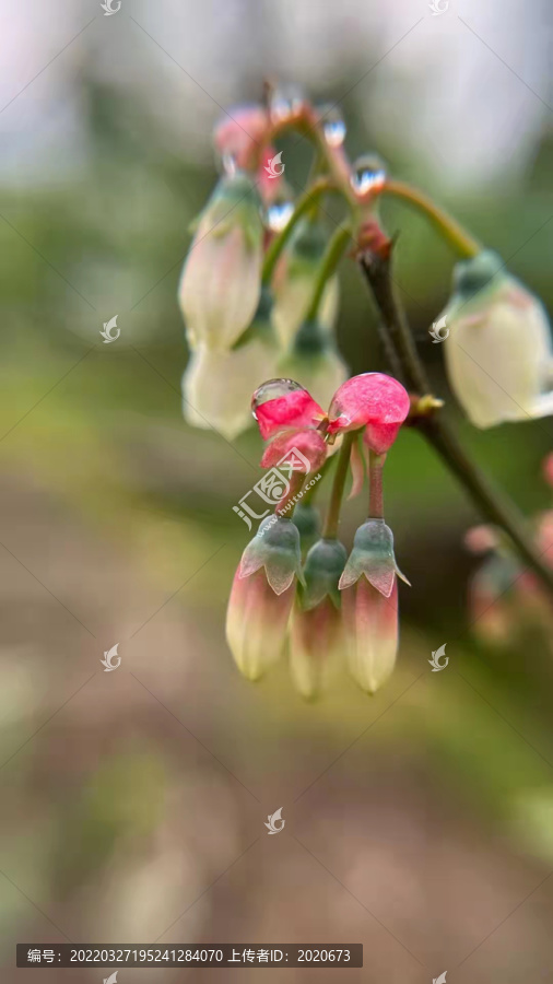 蓝莓花