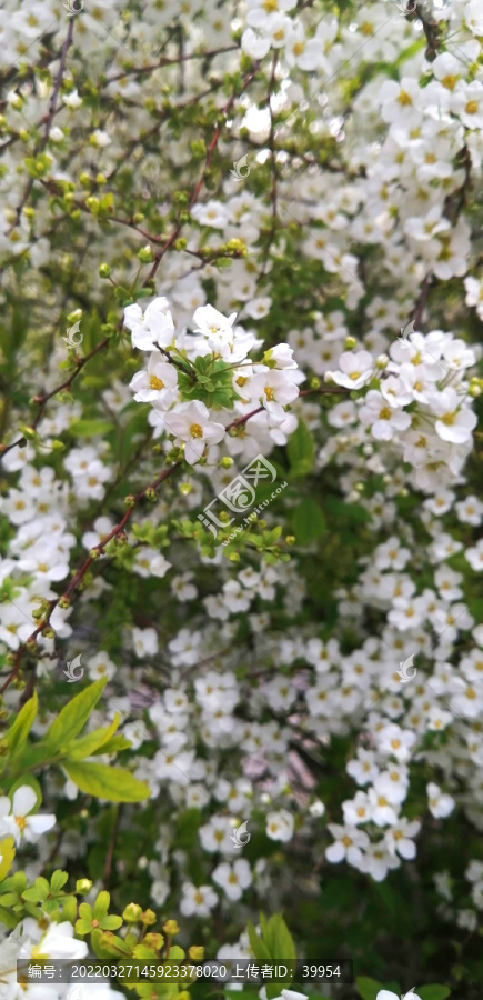 白色的小花珍珠花