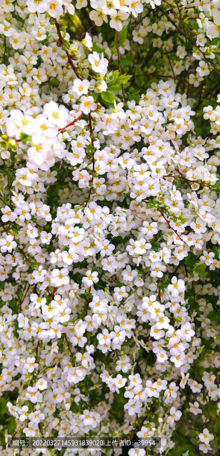 珍珠绣线菊白花